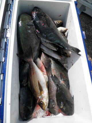 平松さんの釣果