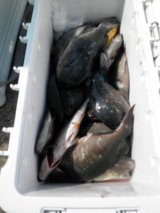 蕪さんの釣果