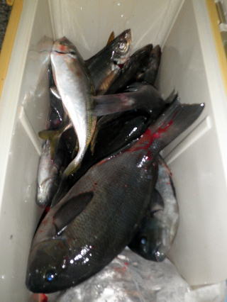 石黒さんの釣果