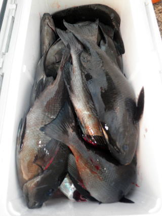 新さんの釣果
