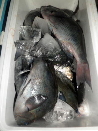 大場さんの釣果