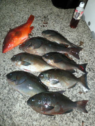 釣果