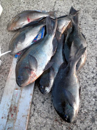 米澤さんの釣果