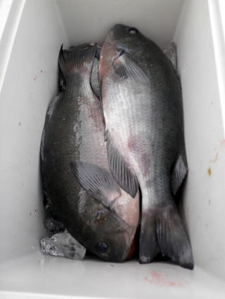 伴さんの釣果