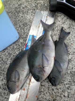 後藤さんの釣果