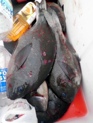 釣果
