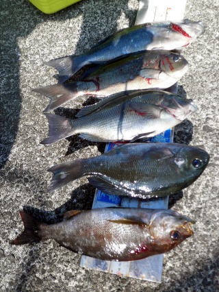 山川さんの釣果