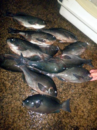 米澤さんの釣果